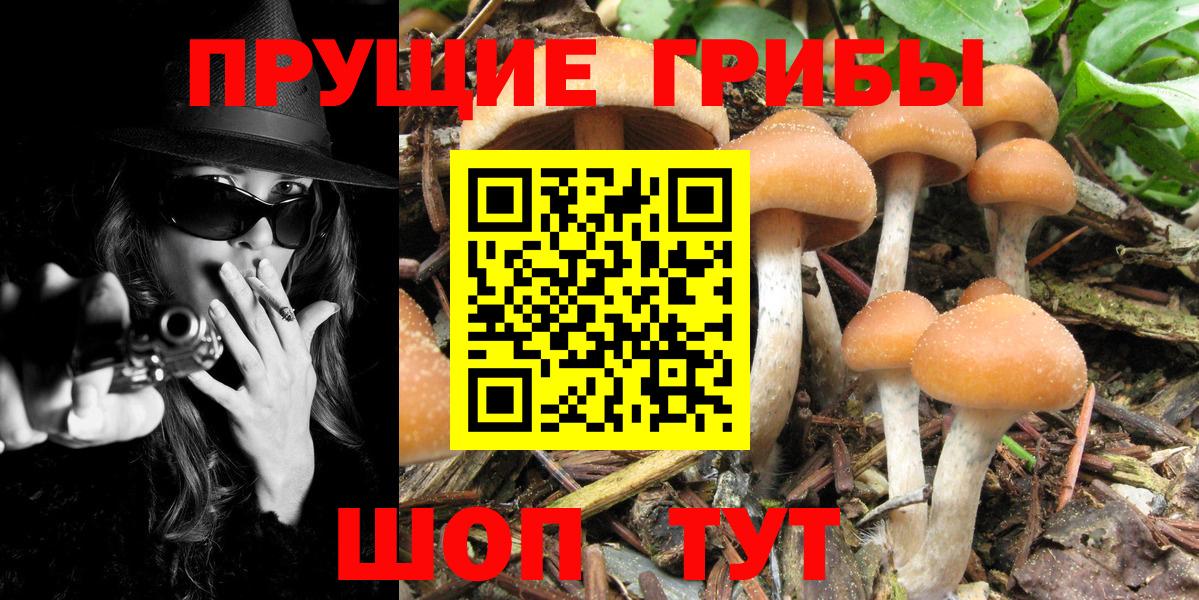 Псилоцибиновые грибы мицелий Кашира