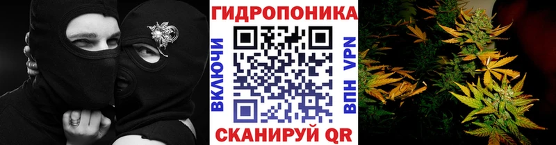Канабис индика  Кашира 